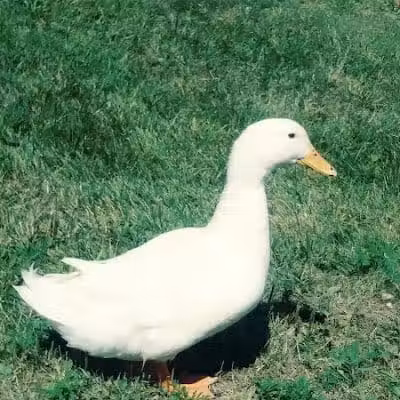 Clover Park - Galloway, OH