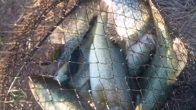 Clover Park - Galloway, OH