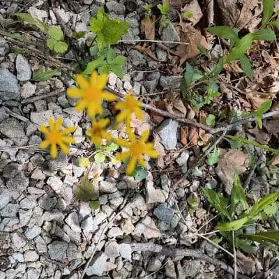 Darby Creek Park (Control) - Galloway, OH