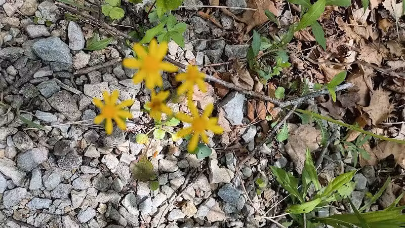 Darby Creek Park (Control) - Galloway, OH