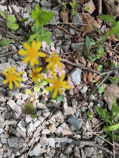 Darby Creek Park (Control) - Galloway, OH