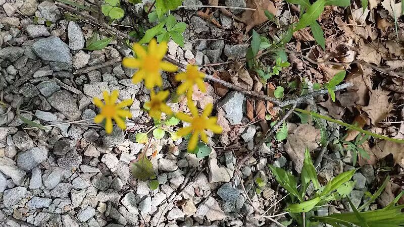Darby Creek Park (Control) - Galloway, OH