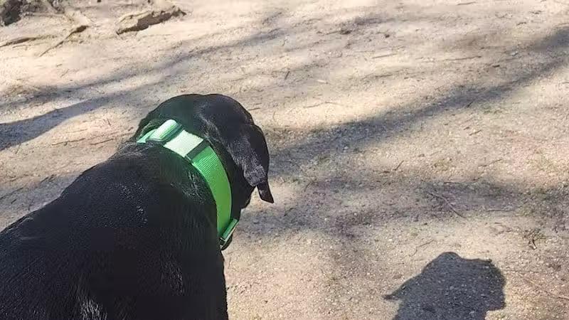 Darby Creek Park (Control) - Galloway, OH