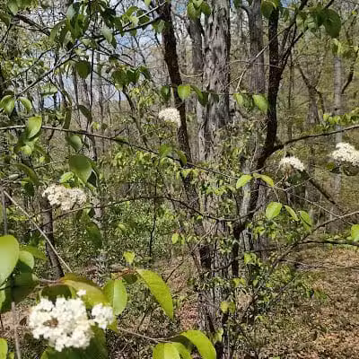Darby Creek Park (Control) - Galloway, OH