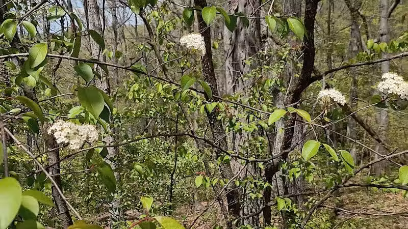 Darby Creek Park (Control) - Galloway, OH