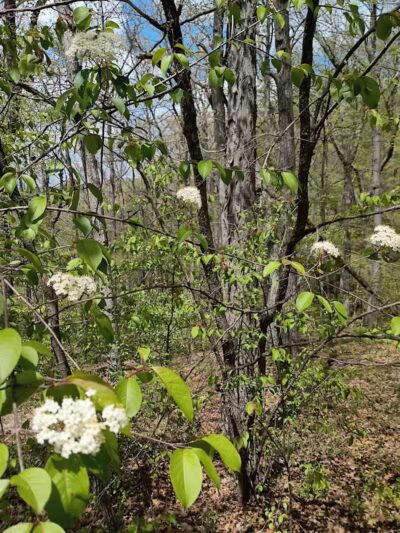 Darby Creek Park (Control) - Galloway, OH
