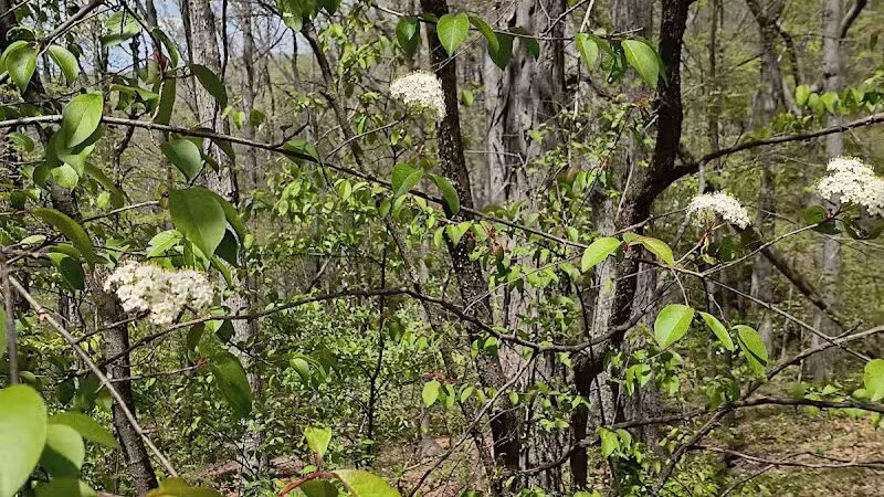 Darby Creek Park (Control) - Galloway, OH