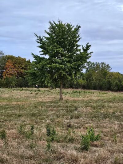 Greene Countrie Park - Galloway, OH