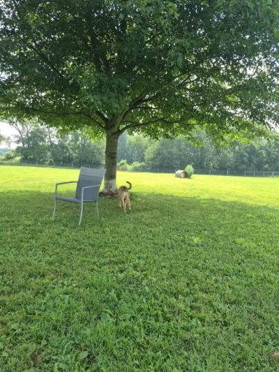 Gambier Dog Park - Gambier, OH