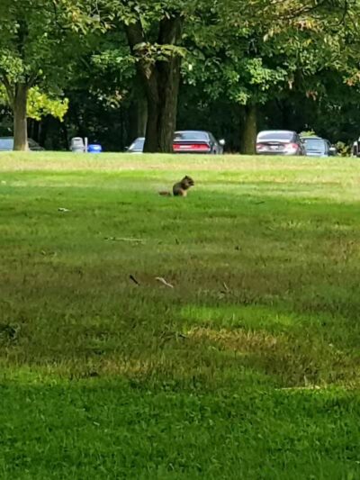 Garfield Park Red Oak Shelter - Garfield Heights, OH