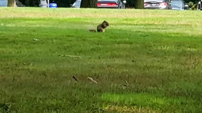 Garfield Park Red Oak Shelter - Garfield Heights, OH
