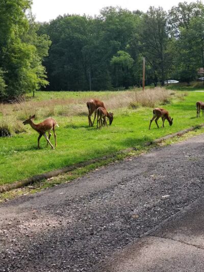 Garfield Park Red Oak Shelter - Garfield Heights, OH