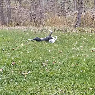 Tom Hardesty Village Park - Garrettsville, OH