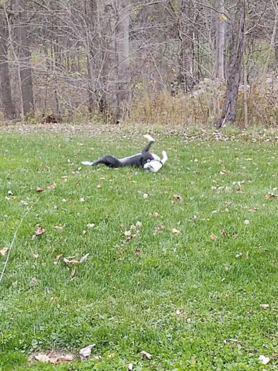 Tom Hardesty Village Park - Garrettsville, OH