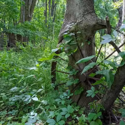 Tom Hardesty Village Park - Garrettsville, OH