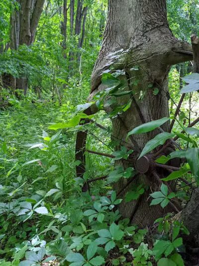 Tom Hardesty Village Park - Garrettsville, OH