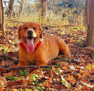 Gates Mills Arboretum - Gates Mills, OH