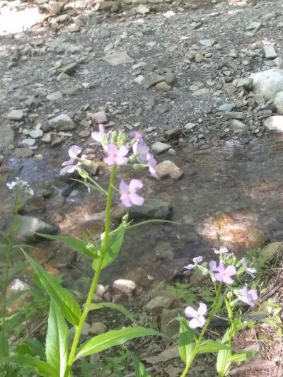 North Chagrin Metro Park - Gates Mills, OH