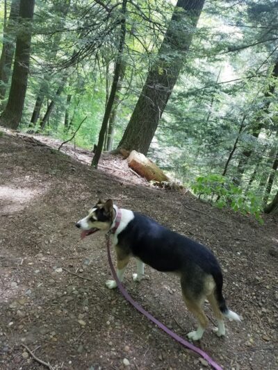 Wilson Mills Trailhead - Gates Mills, OH
