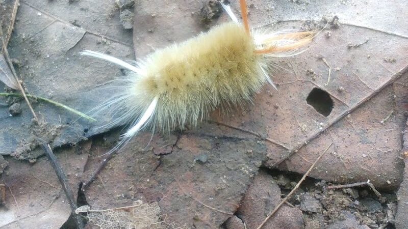 Geneva Dog Park - Geneva, OH