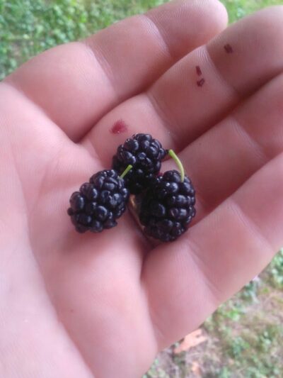 Geneva Dog Park - Geneva, OH