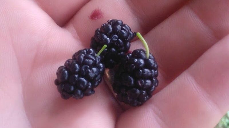 Geneva Dog Park - Geneva, OH