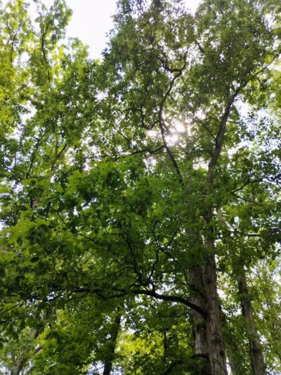 Kathryn Hanlon Park - Georgetown, OH