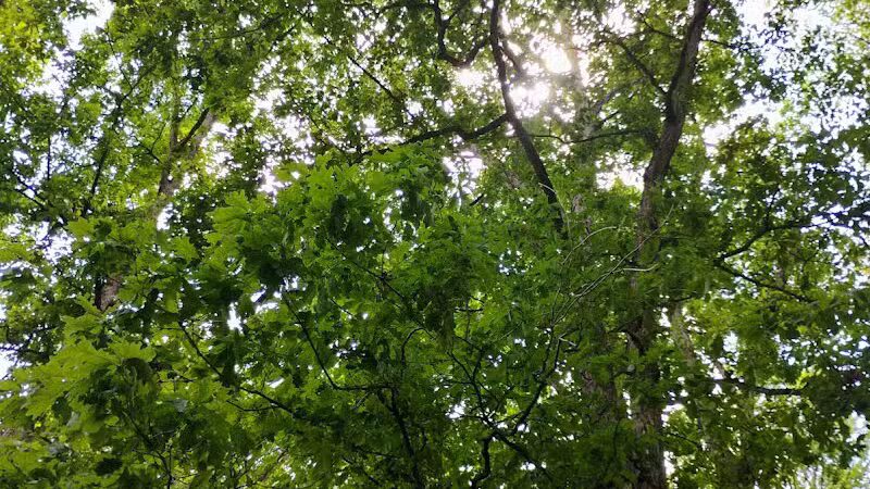 Kathryn Hanlon Park - Georgetown, OH