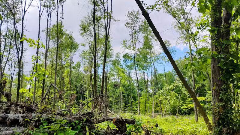 Kathryn Hanlon Park - Georgetown, OH