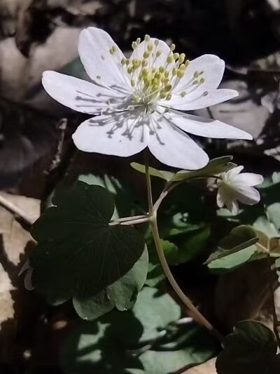High View Park - Germantown, OH