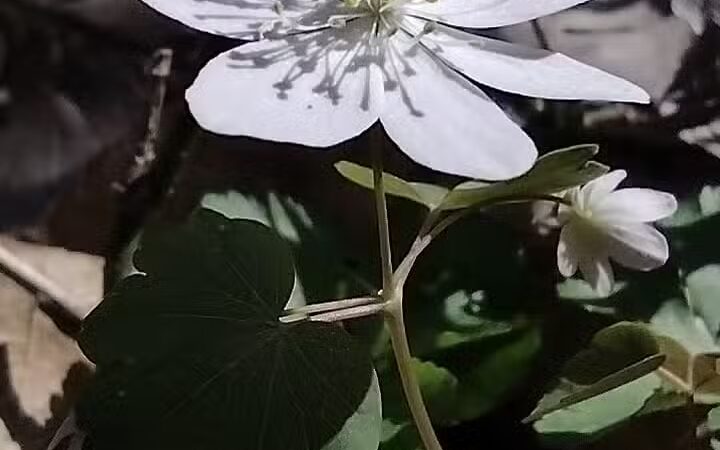 High View Park - Germantown, OH