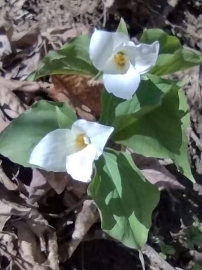 High View Park - Germantown, OH