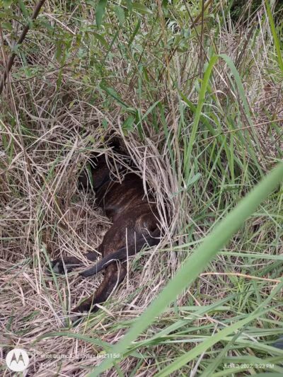 Twin Creek Dogwood Pond - Germantown, OH