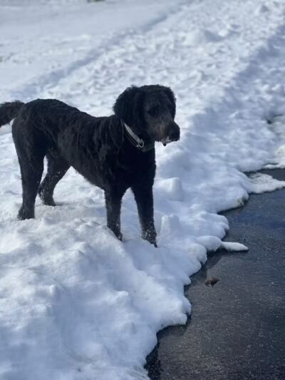 Homestead Howl Dog Park - Germantown, WI