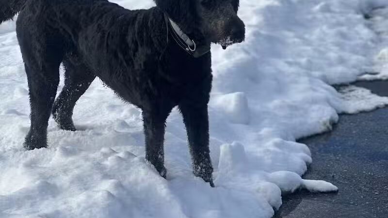 Homestead Howl Dog Park - Germantown, WI