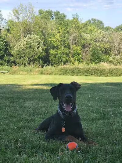 Homestead Howl Dog Park - Germantown, WI