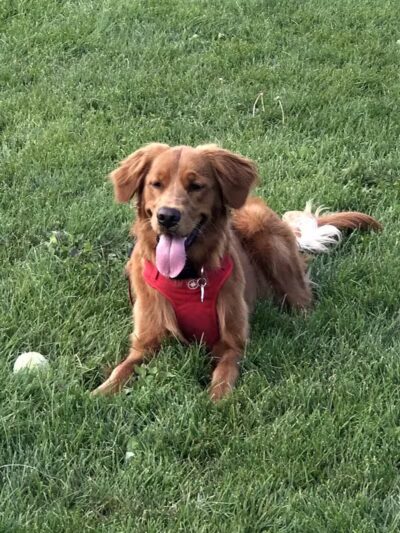 Homestead Howl Dog Park - Germantown, WI