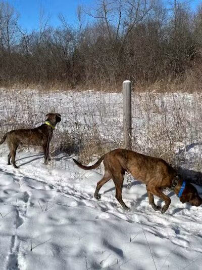 Homestead Howl Dog Park - Germantown, WI