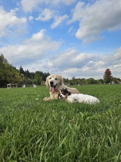 Homestead Howl Dog Park - Germantown, WI