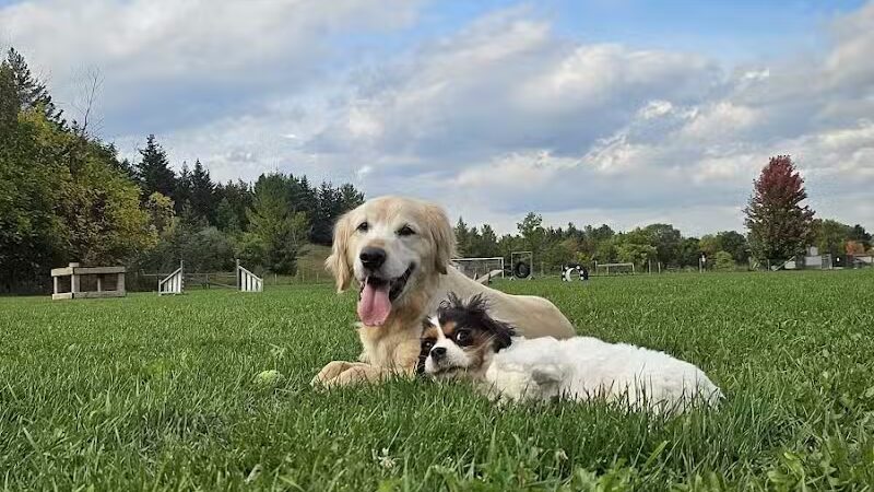 Homestead Howl Dog Park - Germantown, WI