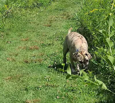 Homestead Howl Dog Park - Germantown, WI
