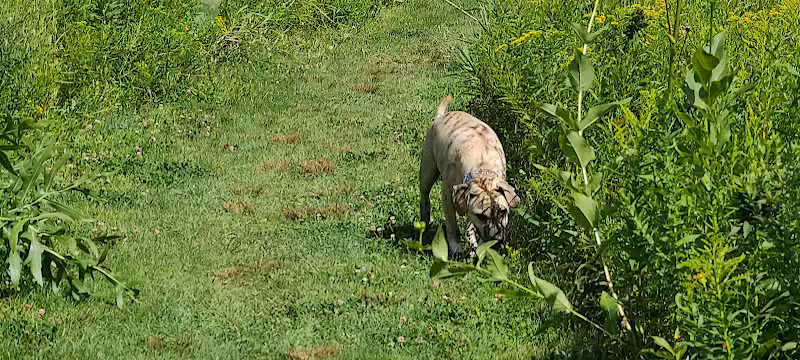 Homestead Howl Dog Park - Germantown, WI