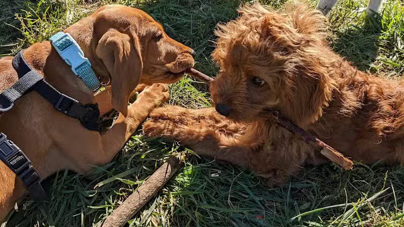 Homestead Howl Dog Park - Germantown, WI
