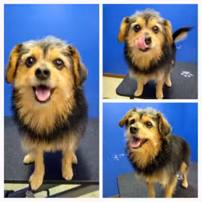 Dirty Dogg Grooming Spa - Gibsonburg, OH