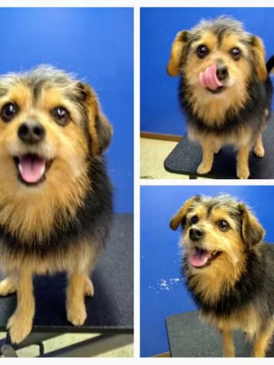 Dirty Dogg Grooming Spa - Gibsonburg, OH