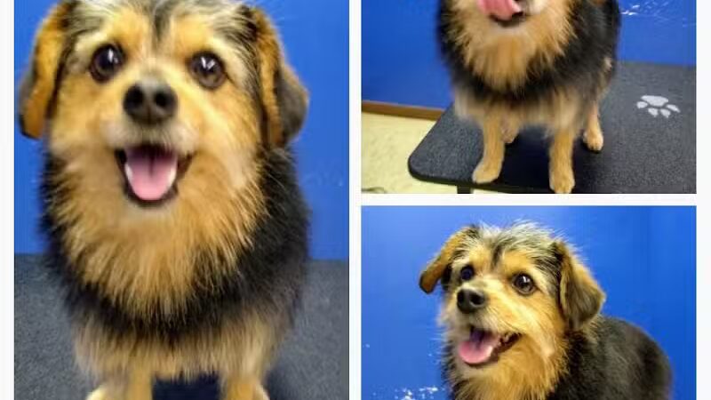 Dirty Dogg Grooming Spa - Gibsonburg, OH