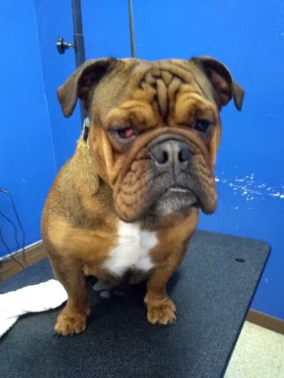 Dirty Dogg Grooming Spa - Gibsonburg, OH