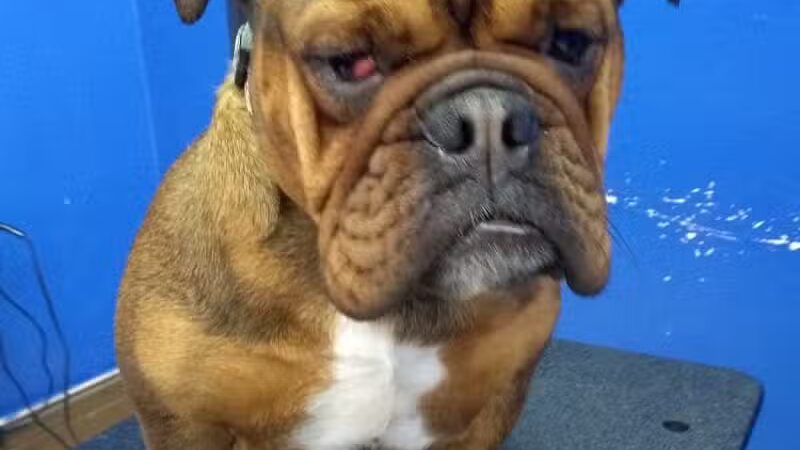 Dirty Dogg Grooming Spa - Gibsonburg, OH