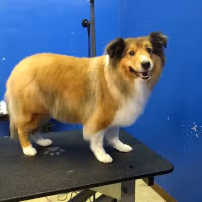 Dirty Dogg Grooming Spa - Gibsonburg, OH