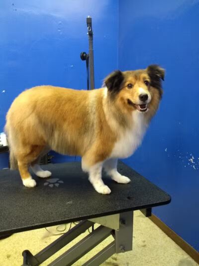 Dirty Dogg Grooming Spa - Gibsonburg, OH